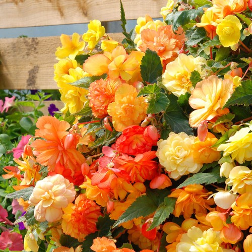 Begonia apricot fiery shades - begonia,