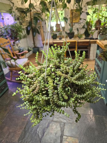 Crassula marnieriana hottentot - marnieriana,