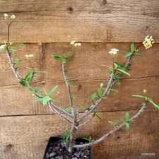 D4540 EUPHORBIA MILII V