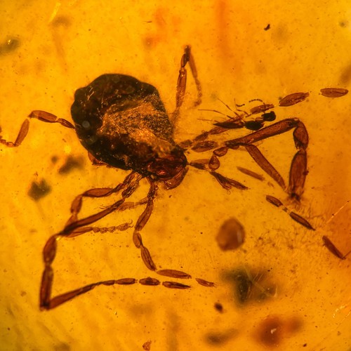Ricinulei burmese burmite - ricinulei, in