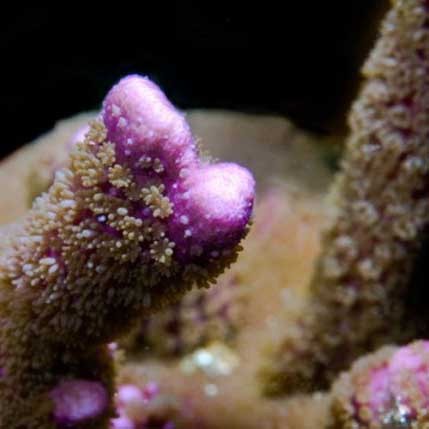 Aquacultured purple montipora - aquacultured,