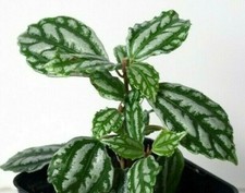  Aluminum Plant (Pilea cadierei) - Beautiful House Plant, Bare Rooted Plant