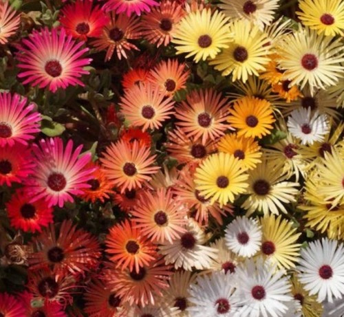 1500 ice plant - ice,