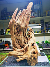Mangrove wood driftwood - ,