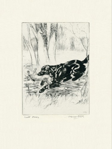 Flat coated retriever vintage - coated,