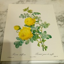 Pierre-Joseph Redoute Les