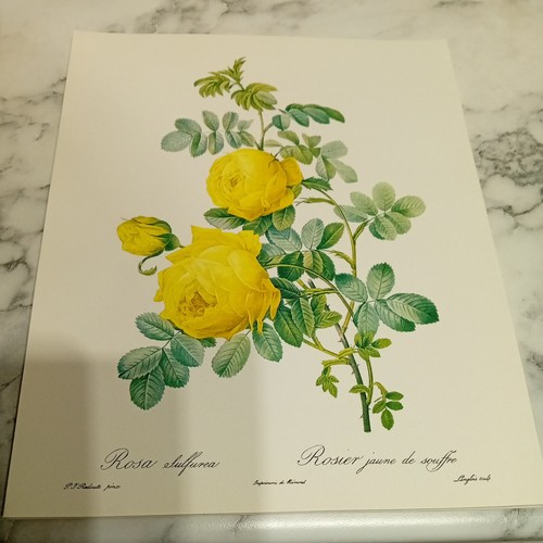 Pierre joseph redoute - redoute, les
