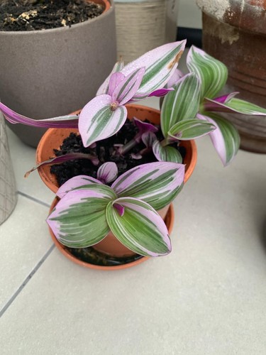 Pink tradescantia nanouk - 2, х