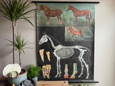 Vintage HORSES school chart by