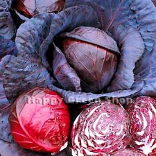 VEGETABLE - EARLY CROP - RED
