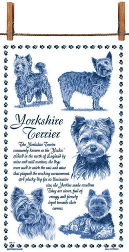 Yorkshire terrier white - yorkshire,