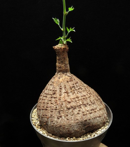 Cyphostemma