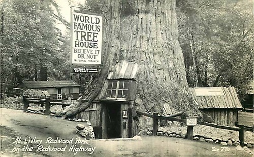 Real photo postcard tree - real,