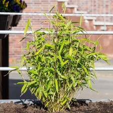 Fargesia Murielae | Hardy Evergreen Live Screen Bamboo Plant in 13cm Pot