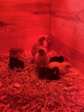 6X Mixed Chicken Eggs *NO LIVE