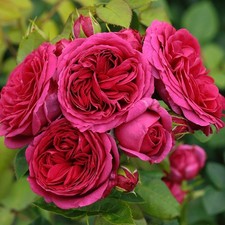 ROSE Sophie Louise - Fragrant