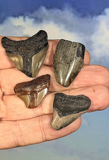 Megalodon Juvenile Shark