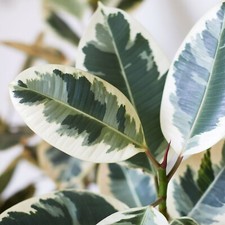 Ficus elastica Tineke in 12cm