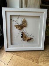 Devon Moths By Andre Daniel, Oak And Spalted Beech White Framed Standard Glass