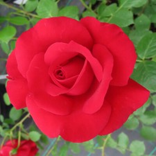 Climbing Rose Blooming