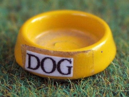 Dog bowl yellow - bowl, yellow,