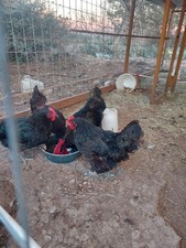 Jersey Giant Chicken Hatching