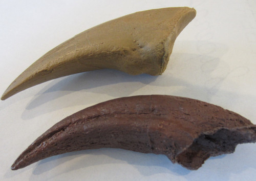Dinosaur claw replicas - 2,