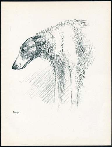Borzoi vintage 1937 - borzoi,