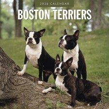 Boston Terriers 2026 Square Wall Calendar