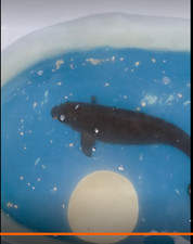 16in Chagoi Domestic E4f Huge