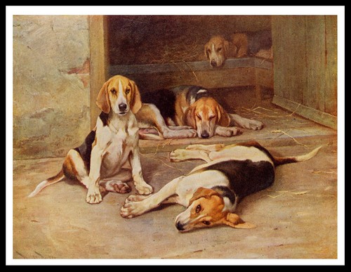 Foxhound dogs lovely dog - foxhound,