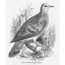 BIRDS Bronze Winged Pigeon - Antique Print 1856