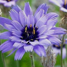 6 x PLUG PLANTS CUPIDS DART