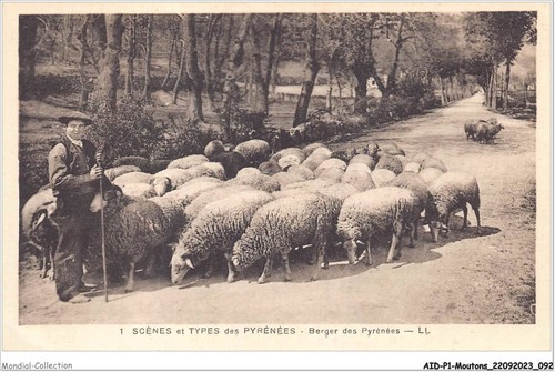 Aidp1 sheep 0047 scenes and - aidp1-sheep-0047,