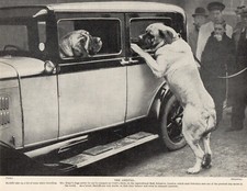 MASTIFF ORIGINAL DOG PRINT PAGE 1934 MRS EDGERS DOGS ARRIVING BY CAR AT CRUFTS