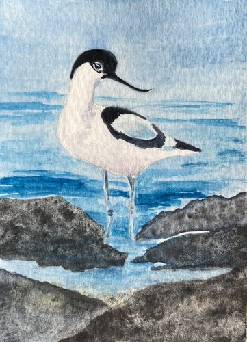 Original watercolour avocet - watercolour,