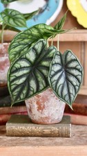 Alocasia 'Dragon Scale'