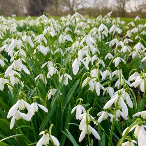 15x snowdrop nivalis bulbs - 15x,