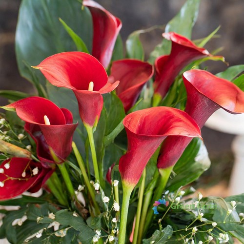 Bulb zantedeschia hybrida - bulb,