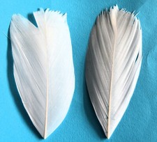 Pair Turkey Tail Feathers