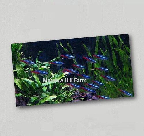 Fridge magnet tropical - fridge,