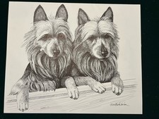 Australian Terrier pair