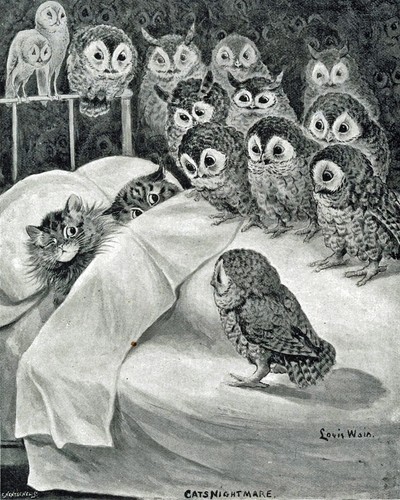 Cats nightmare owl dream - cats',