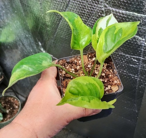 Epipremnum lemon joy - epipremnum,
