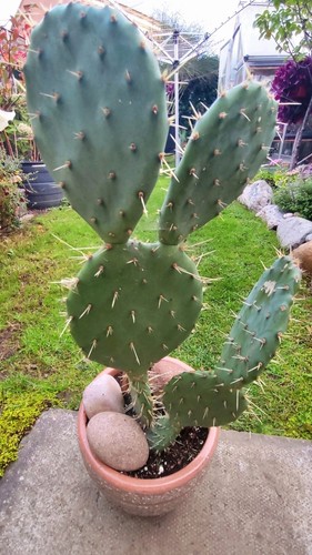 Large opuntia ceramic - in, 5l