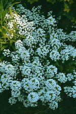 ALYSSUM CARPET OF SNOW 8000 SEEDS  ANNUAL FLOWER