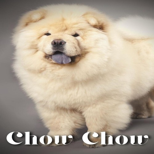 Chow dog breed - dog,