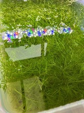 ?SALE?Guppy Grass 10g ?- Live Aquarium Plants - EASY FAST GROWING!