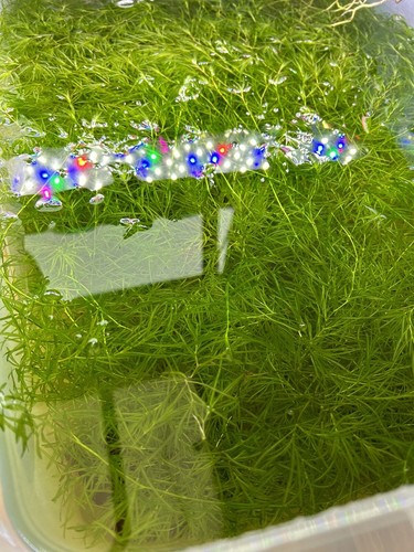 Sale guppy grass - 🔥sale🔥guppy,