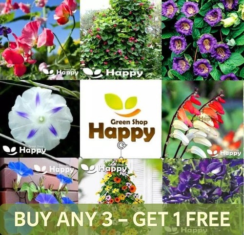 Climbing flowers mix - climbing,